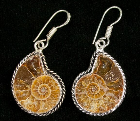 Beautiful Ammonite Earrings #4513